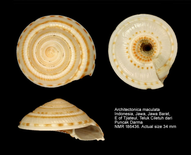 Architectonica maculata.jpg - Architectonica maculata (Link, 1807)